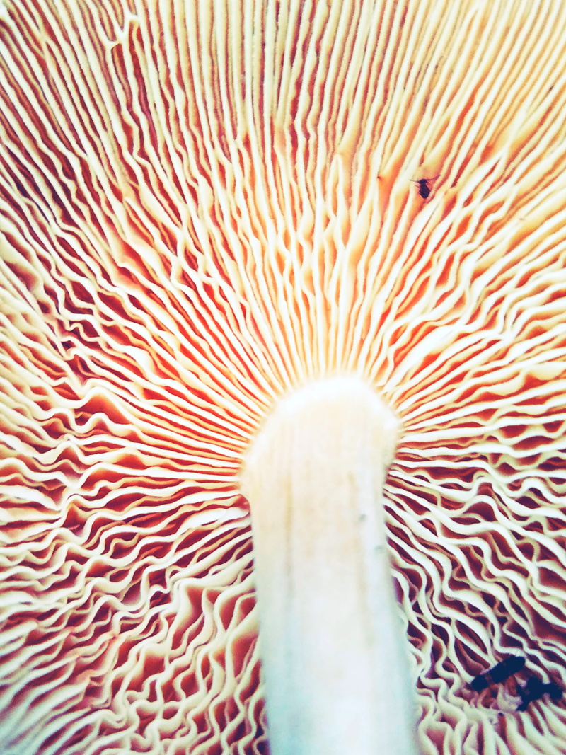 nature, bottom view, outdoor, beauty in nature, animal wildlife, gill, vertebrate, mushroom, animals in the wild, close-up, macro, sea life, underwater