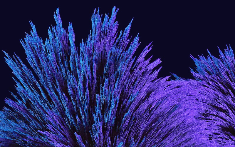 coral, fragility, flower, parint, science, 4K, close-up, black background, beauty in nature, nexus, vulnerability, blue, studio shot, no people, purple