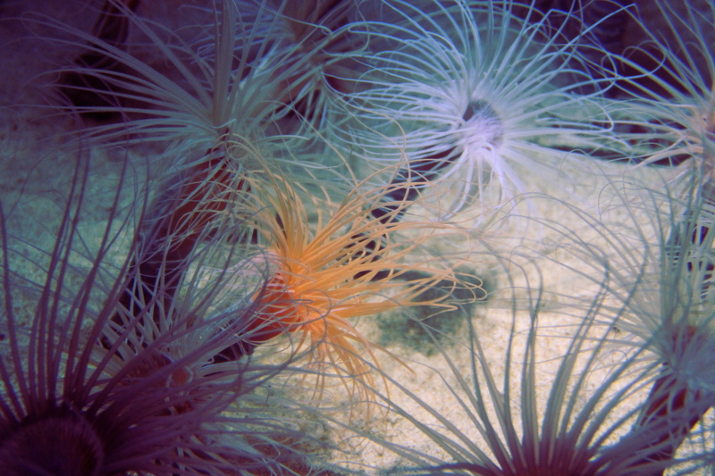 tentacle, animal, close-up, sea life, soft coral, no people, monterey, ocean, growth, swim, beauty in nature, animal themes, aquarium, nature, underwater