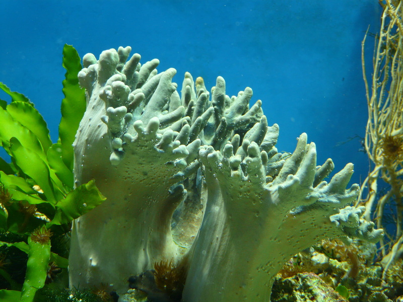 Water, undersea, one animal, individual polyps, anthozoa, animal, invertebrate, ecosystem, soft corals, marine, scuba Diving, Coral, Aquarium, reef, 2K