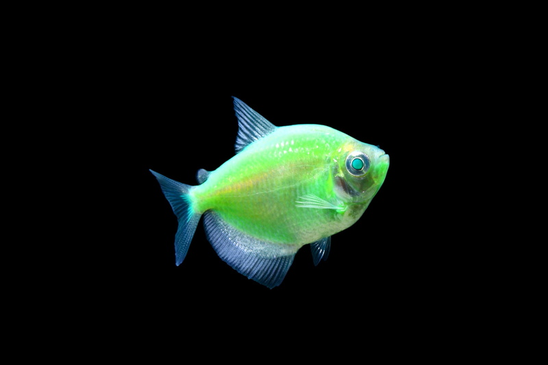 animals in the wild, profile view, vertebrate, tetra, sea, close-up, tropical, animal wildlife, nature, one animal, indoors, water, saltwater fish, swimming