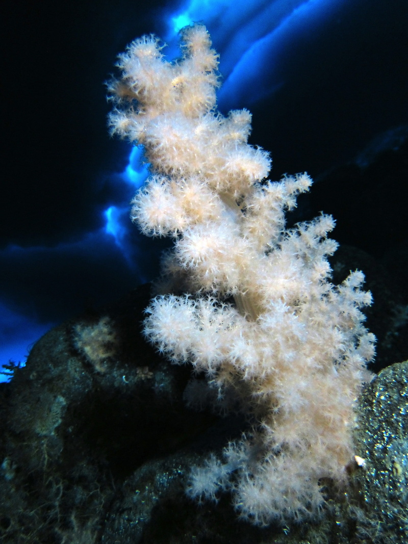 underwater, macro, life, gersemia, Sea, Ocean, water, animal wildlife, reef, beauty in nature, ocean, sea life, animals in the wild, invertebrate, coral