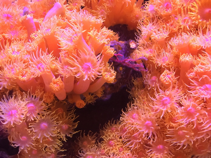  flower, under water, close-up, animals in the wild, underwater, sea life, animal wildlife, soft coral, anemone, pink, australia, ecosystem, pink color