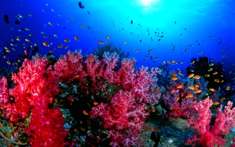 sea, soft coral, group of animals, fish, undersea, marine, water, animal wildlife, sea life, ecosystem, coral, invertebrate, animals in the wild, animal themes