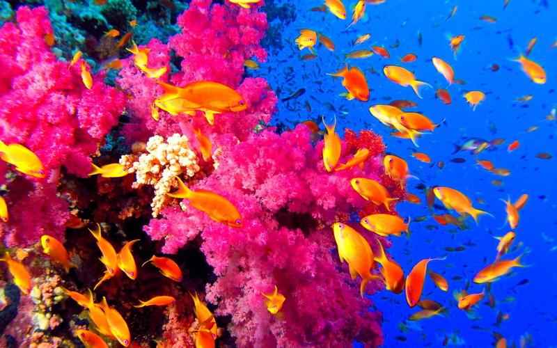 animal themes, undersea, animals in the wild, sealife, animal, sea, 1080P, fishes, nature, vertebrate, sea life, animal wildlife, soft coral, marine, swimming