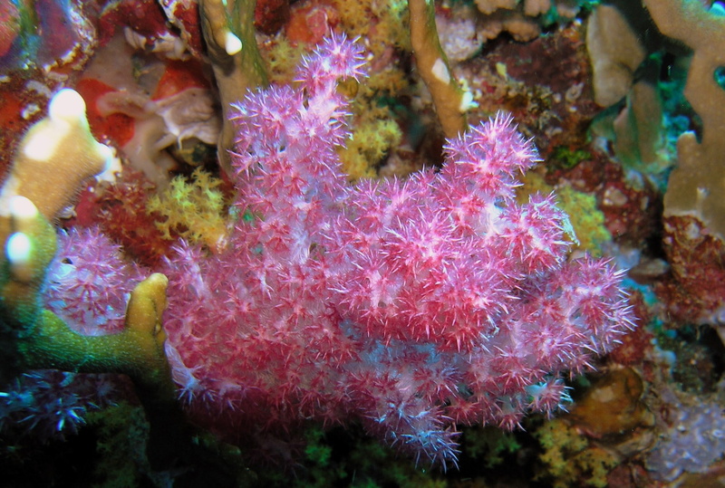 sea life, water, animal wildlife, undersea, coral  for mac desktop, invertebrate, animals in the wild, marine, no people, beauty in nature, coral, animal