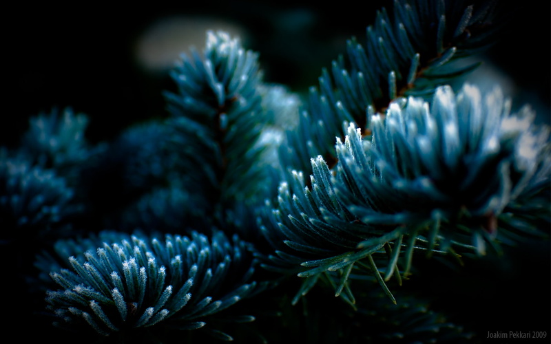 sea life, pine tree, focus on foreground, water, Frosty Tree, outdoors, nature, ecosystem, growth, blue, animal wildlife, black background, plant, reef