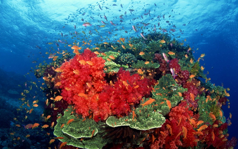 school of fish, underwater, 1080P, marine, swimming, invertebrate, undersea, sea, fish, reef, animal wildlife, animal themes, animal, animals in the wild
