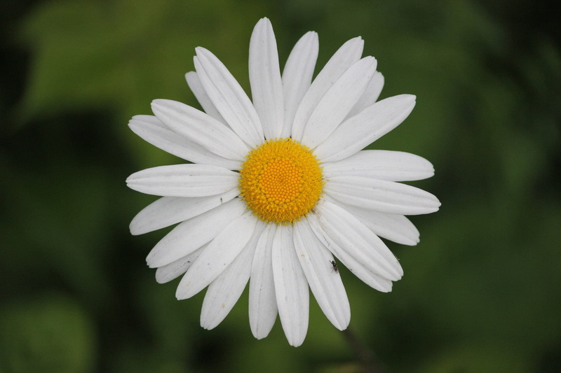 season, elegant, vivid, soft, inspiration, color, petal, beauty in nature, bright, cultivation, flora, ecology, life, botany, fragrance, botanical, ornate