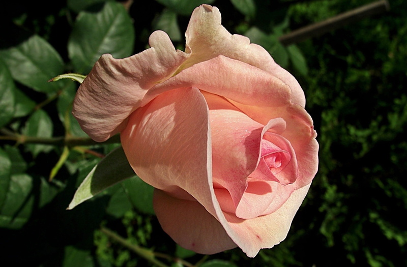 softness, flowering plant, beauty in nature, focus on foreground, 2K, close-up, growth, pink color, nature, petal, rose - flower, rose, coral colored
