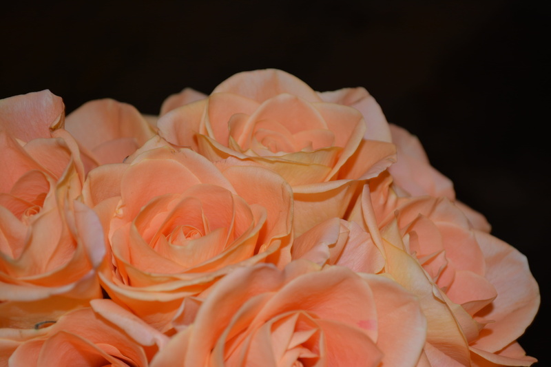 herb, flower head, indoors, Arrangement, softness, coral colored, flower, rose, leaf, rose - flower, Flowers, organic, horticulture, Roses, day, black background