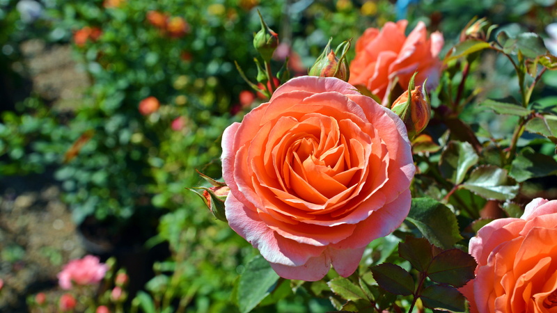 inflorescence, springtime, 5K, plant, rose, beauty in nature, flowering plant, freshness, rose - flower, close-up, petal, coral colored, orange color