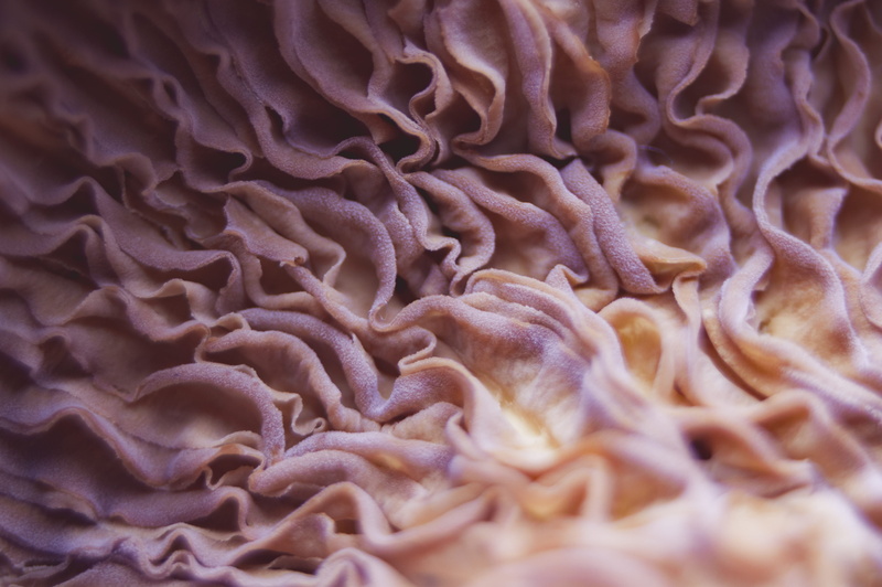 photo, pattern, macro, animal, invertebrate, gradient, magnification, close-up, textured, nature, spring, forage, underwater, coral, summer, dried, pink