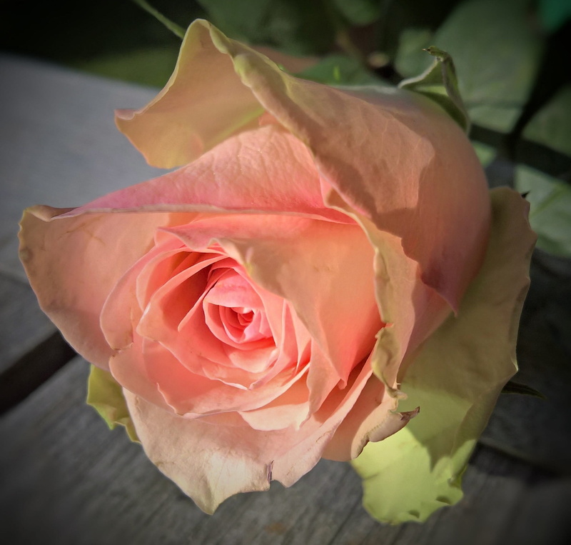 fragility, bloom, vulnerability, flowering plant, fine, no people, 1080P, freshness, floribunda, rose - flower, flower, close, plant, flower head, pink