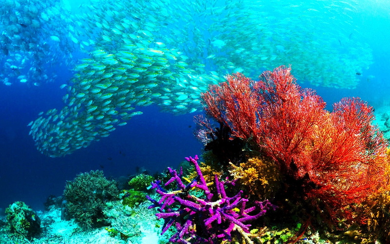 undersea, sealife, underwater, swimming, animal themes, animal wildlife, reef, ecosystem, no people, vertebrate, outdoors, soft coral, nature, water, fishes