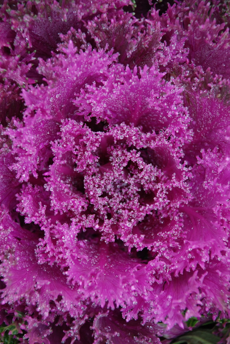 Forest, no People, reef, underwater, undersea, drop, water, nature, Drop, Water, soft coral, Branch, animal themes, pink color, Green, ecosystem, plant