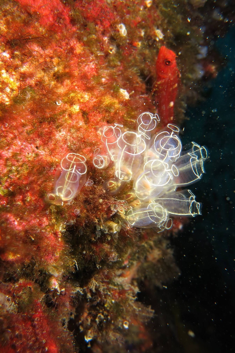 marine, ecosystem, underwater, diving, outdoors, no people, swimming, fish, coral, animal, invertebrate, 1080P, animal wildlife, soft coral, nature, sea life