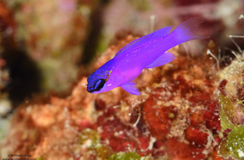 marine, Fish, 2K, Closeup, Marine Species, Sea, animal themes, one animal, nature, coral, Reef, saltwater fish, Water, vertebrate, profile view, animal