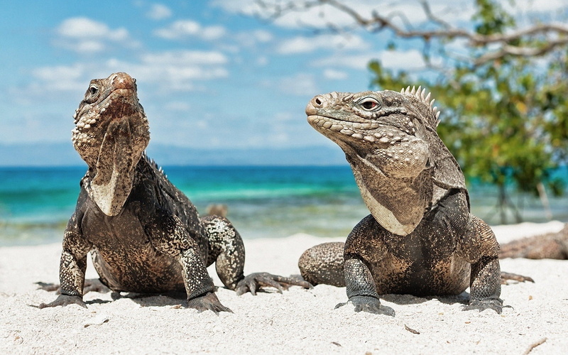 iguana, brown, two, endangered Species, vertebrate, animal themes, reptile, nature, lizard, outdoors, wildlife, no People, galapagos Islands, australia