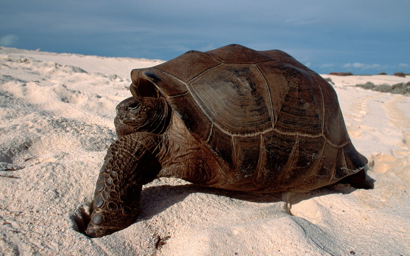 land, 2K, no people, day, mammal, crawling, marine, turtle, animals And Pets, sunlight, brown, animal, animals In The Wild, wildlife, sea, rock - object