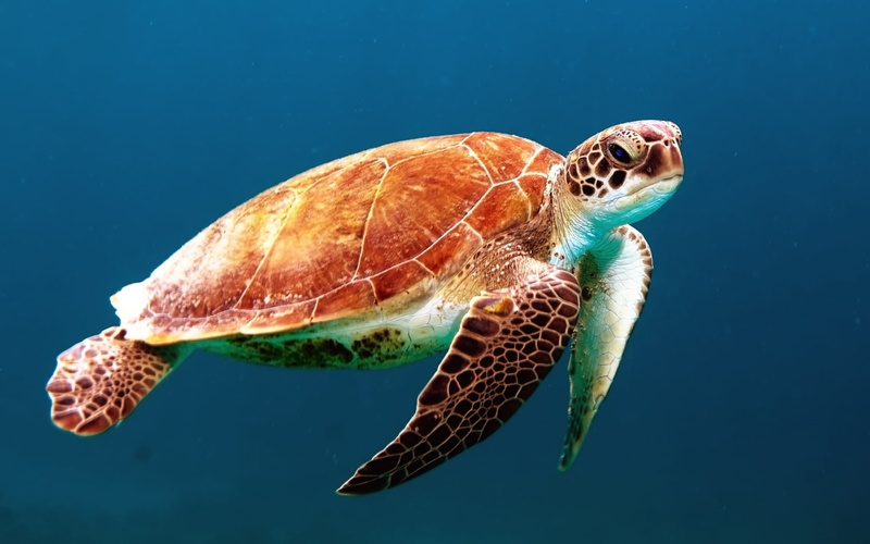 animal wildlife, green Turtle, sea Turtle, undersea, tropical Climate, shell, close-up, turtle, scuba Diving, sea, swimming Animal, sea life, 720P, wildlife