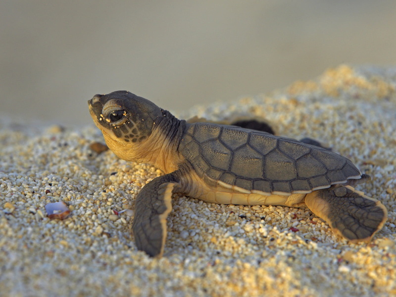 marine, land, water, wildlife, animal, beach, animals In The Wild, animal Shell, crawling, green, animal themes, stones, tropical Climate, brown, close-up