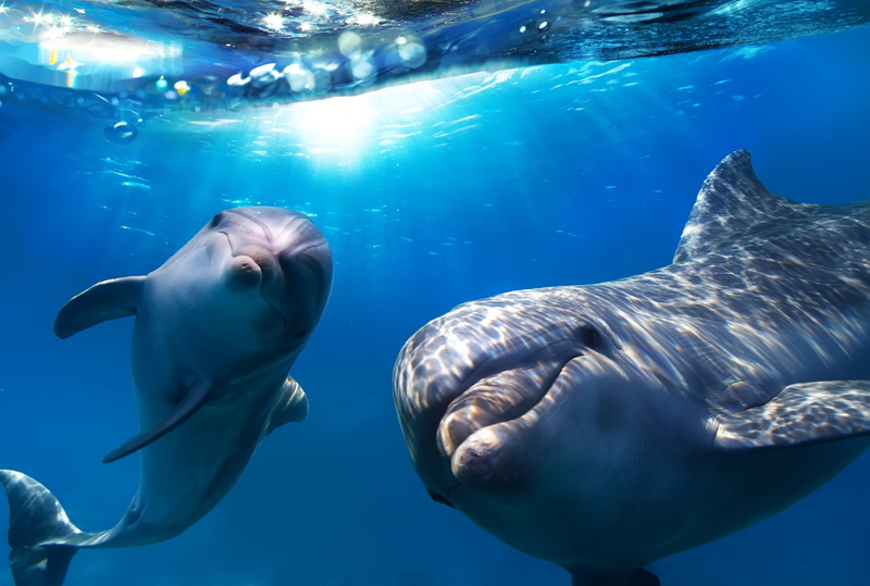 group of animals, vertebrate, endangered Species, blue, views, underwater, 5K, scuba Diving, swimming Animal, animals In The Wild, large, marine, swimming