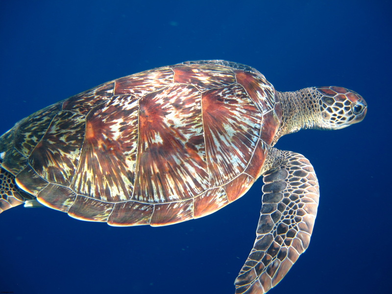 no people, legs, one animal, fish, blue, sea Turtle, brown, swim, animal themes, outdoors, undersea, turtle, vertebrate, animal, green Turtle, underwater