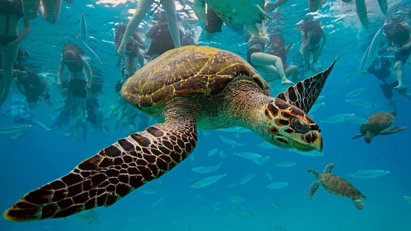 endangered Species, 1080P, swimming Animal, sea Turtle, turtles, green Turtle, animals In The Wild, water, animal wildlife, coral, swimming, swim, turquoise colored