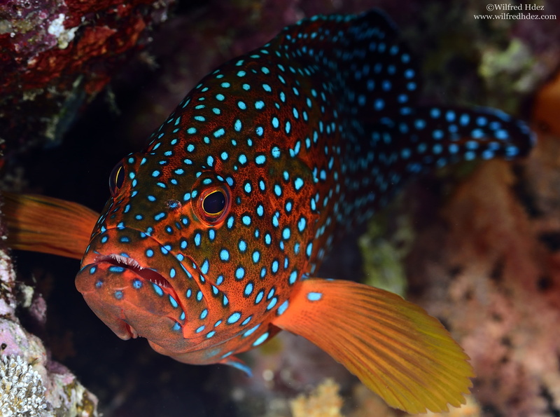 red, Underwater, Reef, animal markings, swimming, scuba diving, undersea, animal themes, Water, Animals, spots, black, 4K, spotted, focus on foreground