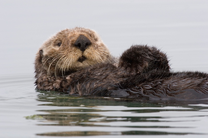 outdoors, animal family, animal, no people, nature, endangered species, side view, mammal, swimming, day, Dirty, 2K, Wet, animal themes, Swim, marine
