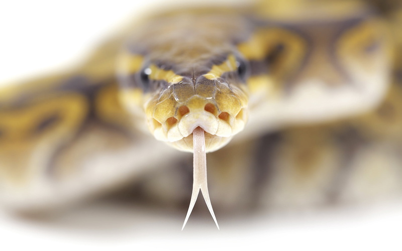 tongue, animal body part, animal eye, cute, crawling, close-up, animals In The Wild, vertebrate, snake, wildlife, indoors, no people, brown, herpetology