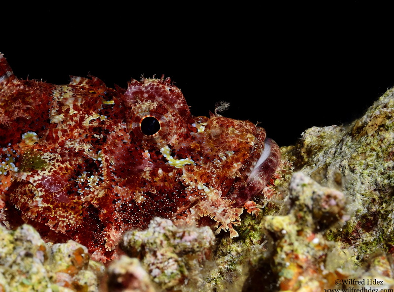 one animal, animals in the wild, Fish, Corals, nature, vertebrate, scuba diving, Animals, close-up, Underwater, animal, Closeup, camouflage, Marine Species