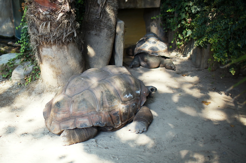 animal, vertebrate, outdoors, slow, tortoises, animal themes, sand, two, shell, animal Shell, tropical Climate, day, turtles, turtle, park, no people, tortoise