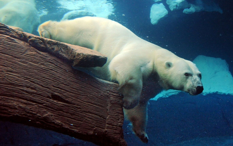endangered Species, mammal, swimming, nature, animals in captivity, animal themes, swimming Animal, white, 720P, marine, small, polar, large, vertebrate