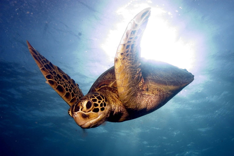 swimming, endangered Species, nature, vertebrate, animal, 1080P, reef, brown, sea Life, marine, scuba Diving, water, underwater, outdoors, pacific Ocean