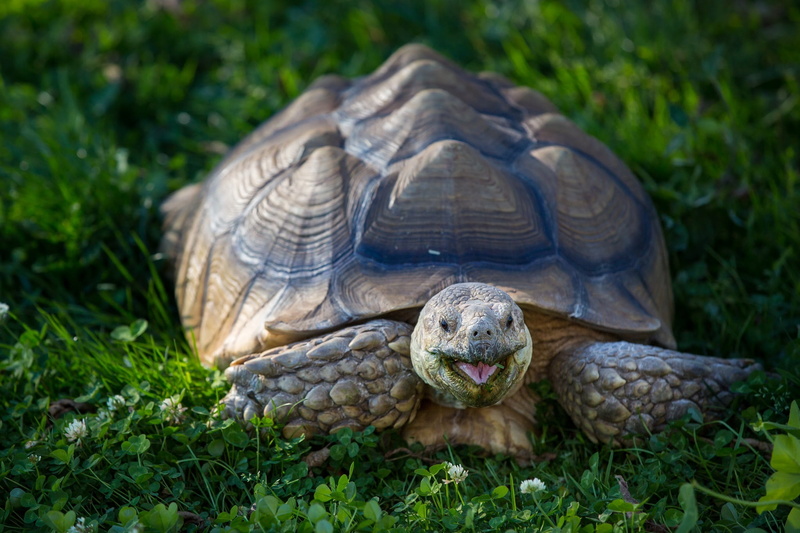 one animal, 1080P, turtle, animal themes, no people, animal wildlife, animal head, brown, crawling, mouth open, plant, vertebrate, tortoise shell, field