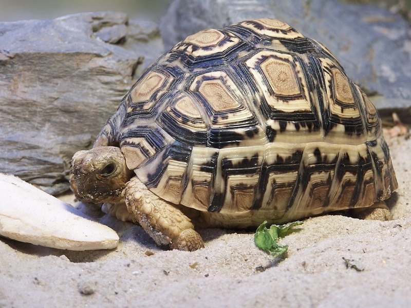 Wallpaper ID: 1760935 / animals In The Wild, animal Shell, turtle ...