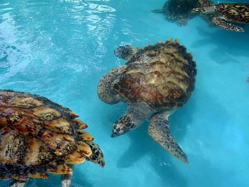 brown, turtle, family, no people, animal themes, animal, tortoise, blue, animal wildlife, underwater, sea Turtle, water, aquatic Reptile, green Turtle
