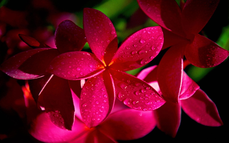 plumeria, flowers, 1080P, red, hd