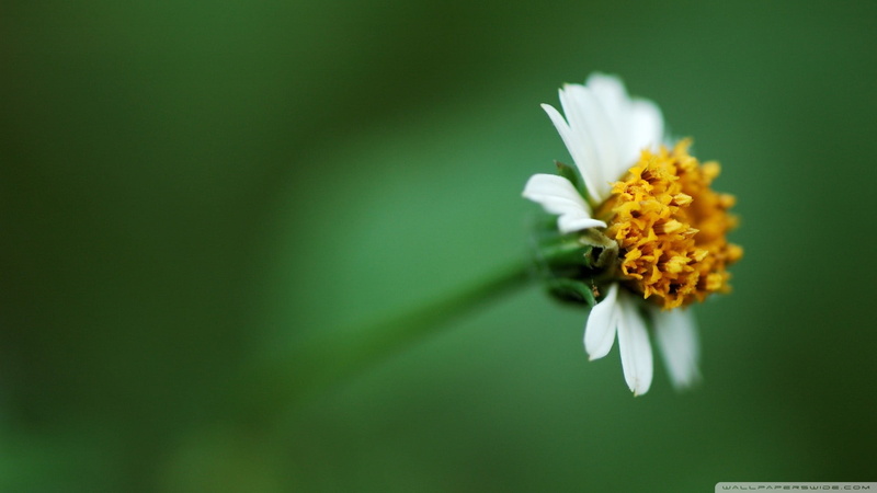 pollen, flowers, white color, flower arrangement, white flowers, 1080P, freshness, inflorescence, petaled, no people, yellow, plants, fragility, outdoors