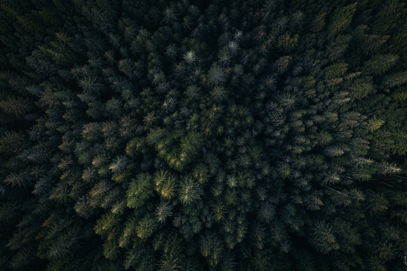tree, photo, full frame, green color, snow, nature, fir tree, Fractals, drone view, pine woodland, evergreen tree, aerial view, aerial, coniferous tree