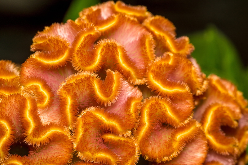 water, softness, celosia cristata, nature, healthy eating, animal themes, orange, sea life, food, close-up, flower, plant, animals in the wild, food and drink