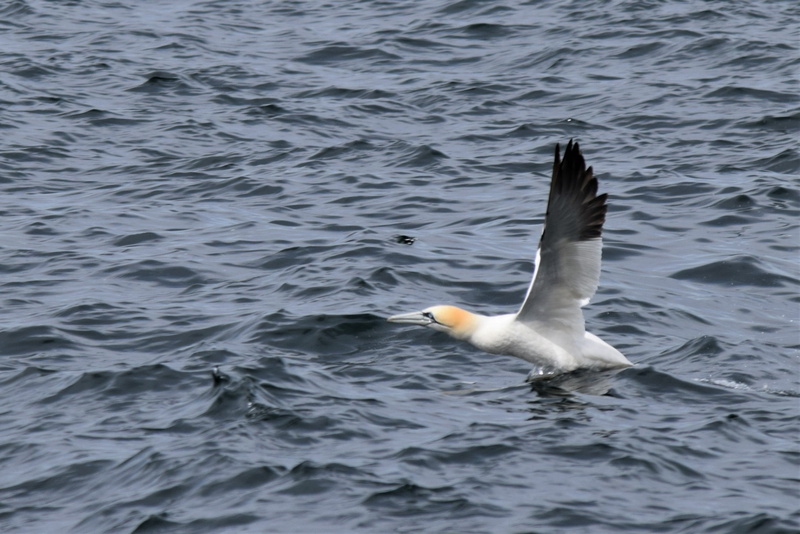 sea, bird, day, rippled, spread wings, 2K, black, vertebrate, water, outdoors, animal, choppy, flapping, waves, blue, animals in the wild, seagull, swimming