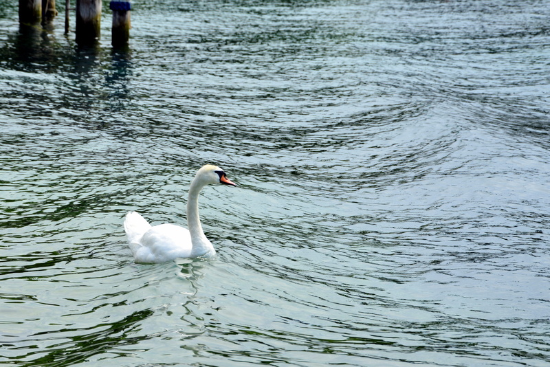 swimming, day, lake, water, water bird, animal, animal neck, swan, outdoors, beauty in nature, choppy, nature, vertebrate, no people, 4K, animal themes