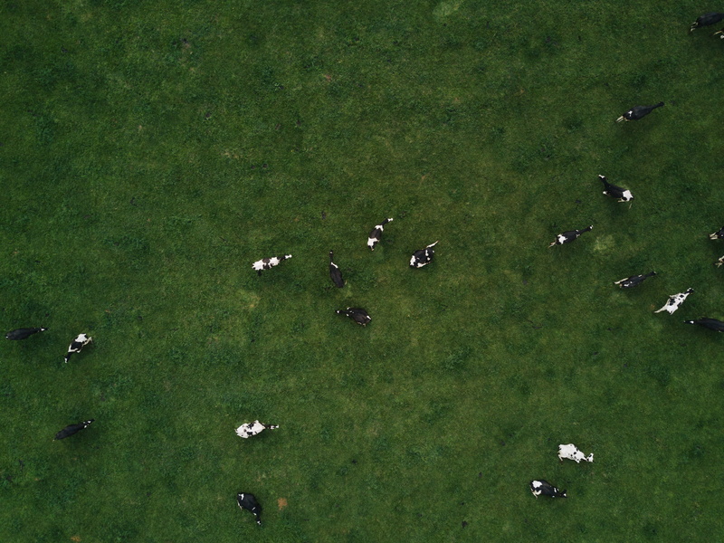 cows, white, plant, animals in the wild, livestock, nature, aerial view, green, animal themes, field, drones, drone, herbivorous, 4K, domestic animals