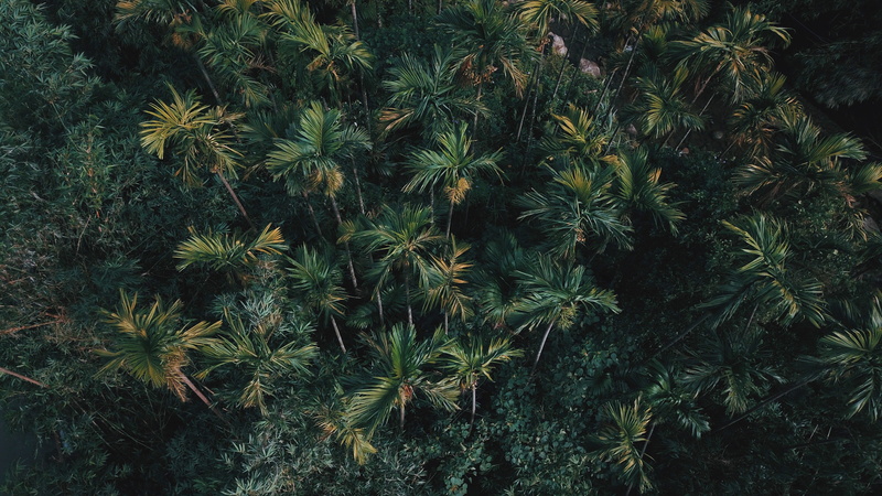 backgrounds, dji, no people, tree, plant part, leaf, growth, nature, beauty in nature, spiky, green color, scenics - nature, palm tree, drones, plant, green