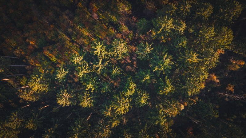 germany, growth, no people, branch, day, backgrounds, drone, forest, fir tree, tree, light, 4K, tranquility, tranquil scene, mavicpro, land, scenics - nature