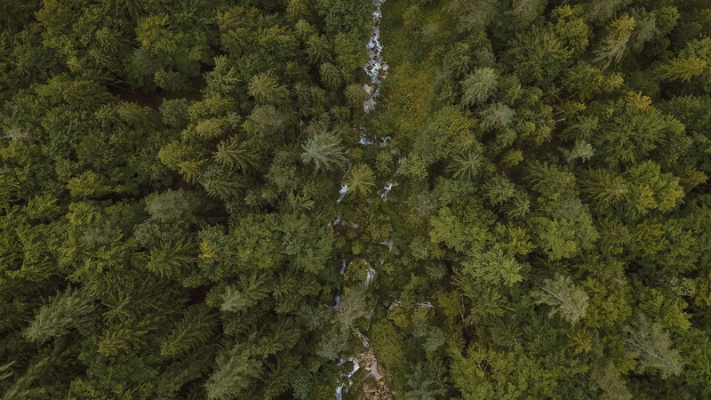 aerial, moss, landscape, tranquility, scenery, green, pine woodland, land, conifer, beauty in nature, day, foliage, evergreen tree, photography, 4K, growth