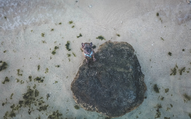 animal, beach, one animal, island, mavicpro, dog, day, honolulu, sea, water, animals in the wild, united states, animal themes, close-up, frenchbulldog